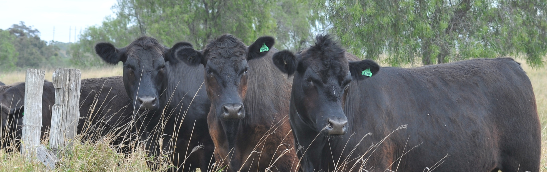 Cattle Grazing Studies