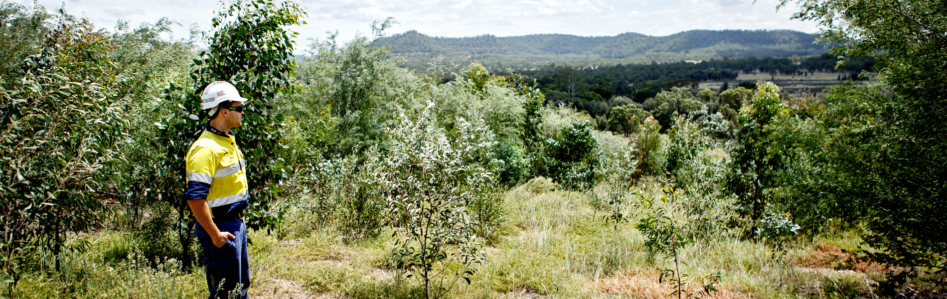 Rehabilitation Case Study: Native seed reclaiming on mined land (Yancoal MTW and HVO sites)